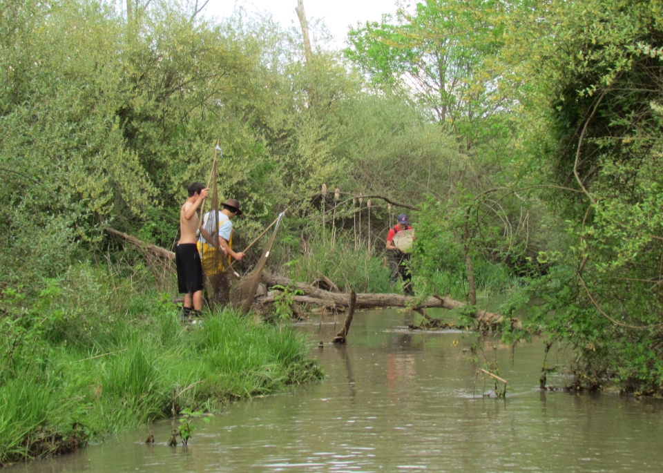 Freshwater Field Study